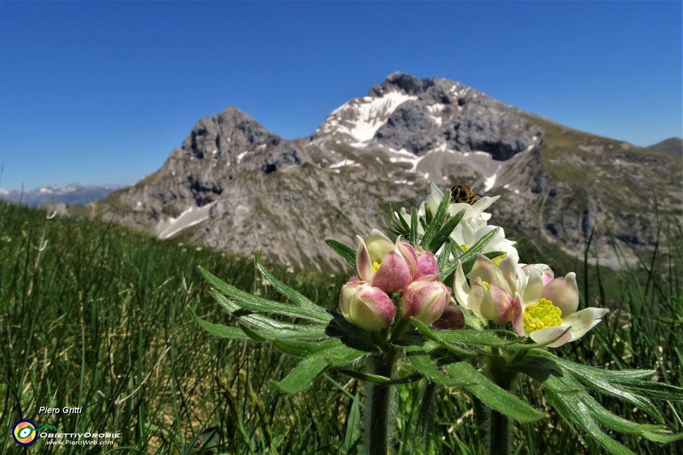 53 Anemone Narcissino ( Anemone narcissiflora) con Arera-Corna Piana.JPG